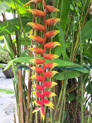 Heliconia rostrata
