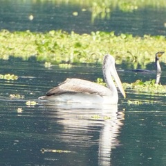 Pelecanus philippensis