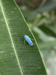 Graphocephala