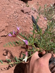Astragalus preussii