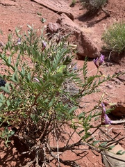 Astragalus preussii