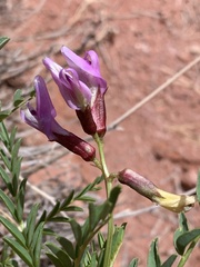 Astragalus preussii