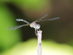 Nannophlebia eludens