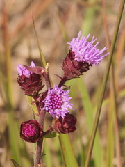 Liatris scariosa