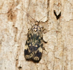 Barea codrella