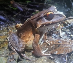 Leptodactylus savagei
