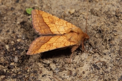 Pyrrhia umbra