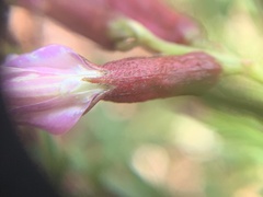 Astragalus preussii