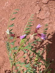 Astragalus preussii