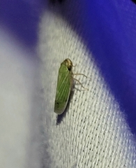 Xyphon reticulatum