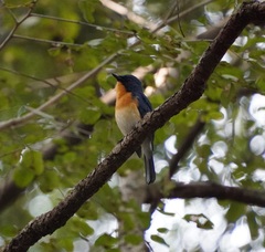 Cyornis tickelliae