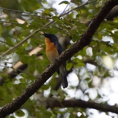 Cyornis tickelliae