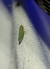 Xyphon reticulatum