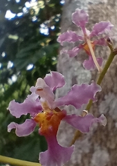 Trichocentrum andrewsiae