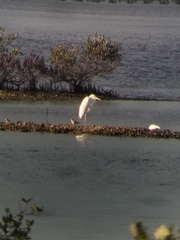 Ardea herodias occidentalis
