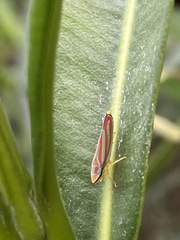 Graphocephala