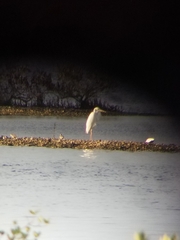 Ardea herodias occidentalis