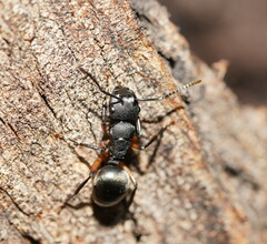 Polyrhachis femorata