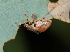 Gonipterus