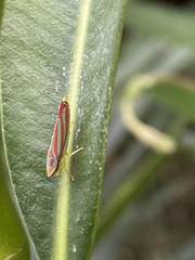 Graphocephala