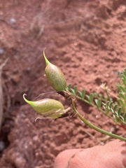 Astragalus preussii