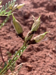 Astragalus preussii