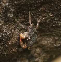 Parasesarma erythodactylum