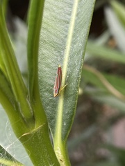 Graphocephala