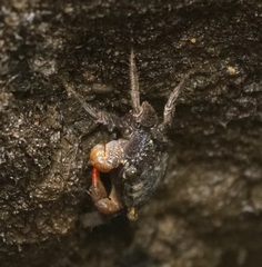 Parasesarma erythodactylum