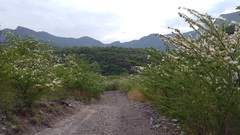 Vachellia schaffneri
