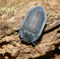 Pterohelaeus