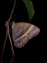 Taygetis asterie