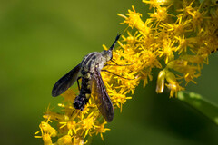 Lepidophora lepidocera