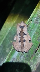 Rhinella alata