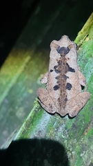Rhinella alata