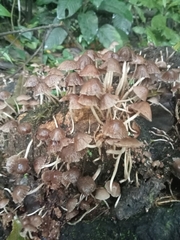Psathyrella bipellis