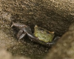 Parasesarma erythodactylum