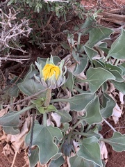 Enceliopsis nudicaulis