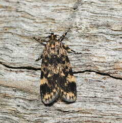 Barea codrella