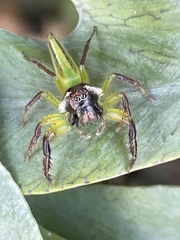 Mopsus mormon