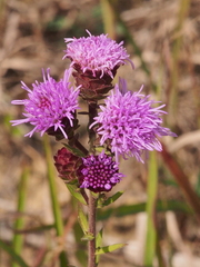 Liatris scariosa