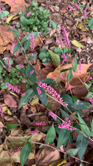 Persicaria longiseta