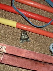 Ceranemota improvisa