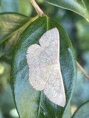 Cosymbiini