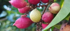 Paullinia pinnata