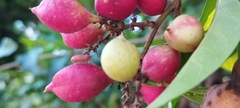 Paullinia pinnata