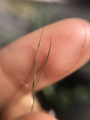 Muhlenbergia