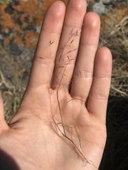 Muhlenbergia