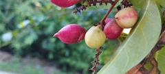 Paullinia pinnata