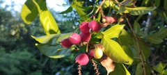 Paullinia pinnata